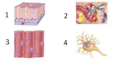 Jaringan Epitel Jaringan Ikat Jaringan Otot Jaringan Saraf
