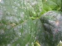 Powdery Mildew (Erysiphe polygoni De)