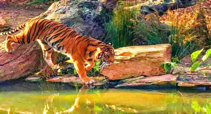 Ranchi Zoo, Ormannjhi(Bhagwan Birsa Biological Park) , Ranchi tourist places