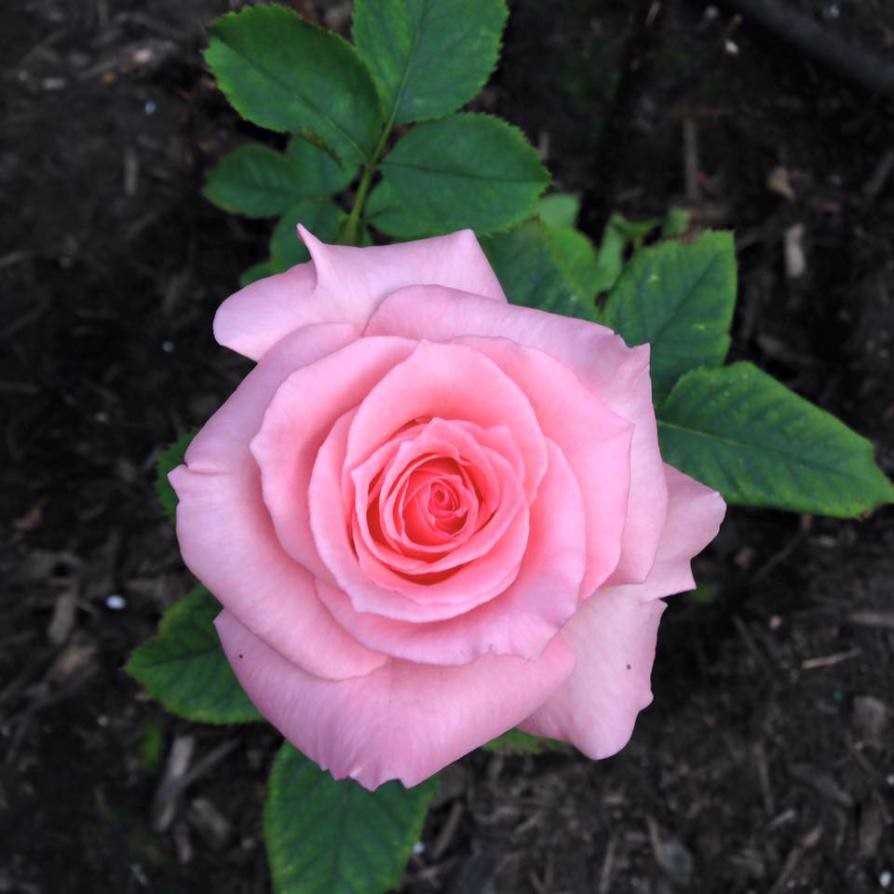 Rosalinda's Garden of Verses Rose Verse Roses Speak