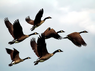 Geese in flight (public domain photo)