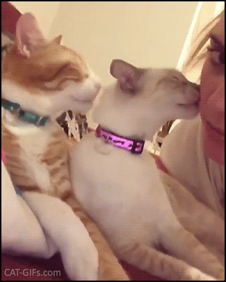 Funny Cat GIF • Love Train Team work Team spirit first cat licking owner's face and second cat licking other cat's face Funny Cat GIF • Love Train Team work Team spirit first cat licking owner's face and second cat licking other cat's face