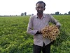 ચોમાસુ મગફળીની વૈજ્ઞાનિક ખેતી કરો