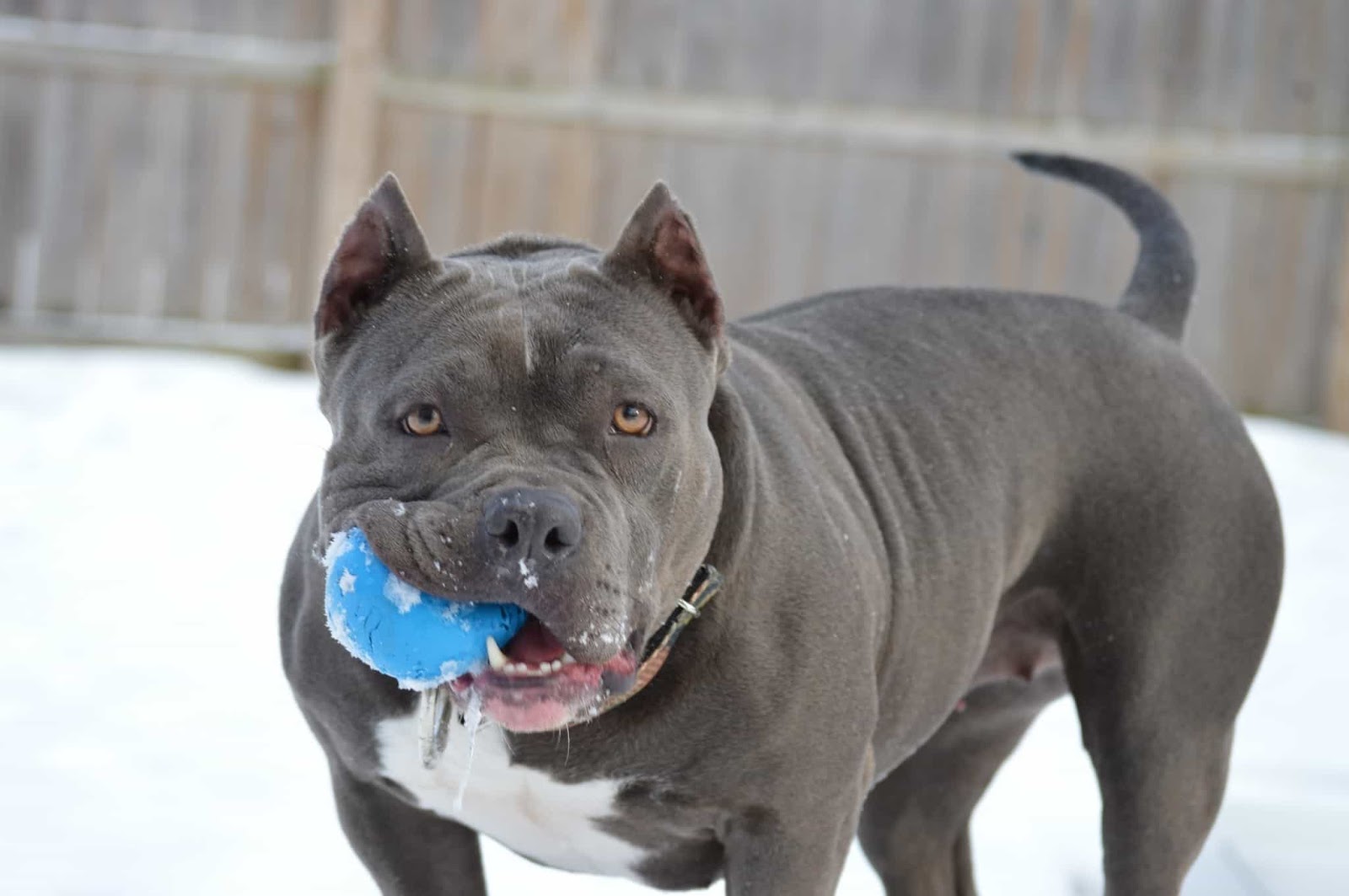 Best Pitbull Dog Wallpapers 2019 Pitbulls American Pitbull Dog Pitbull Terrier