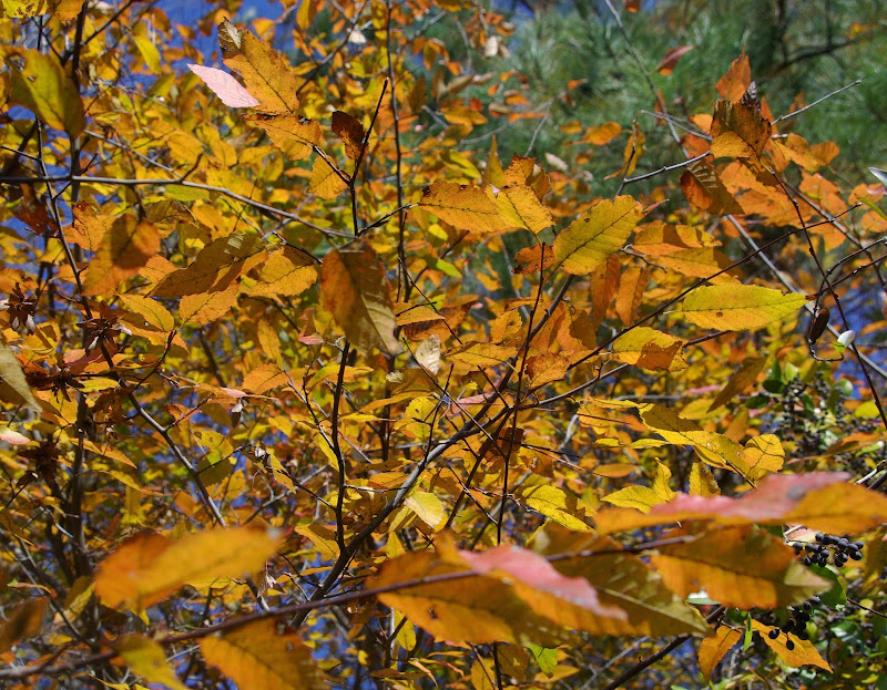 sweetbay: A walk down to the creek and through the woods