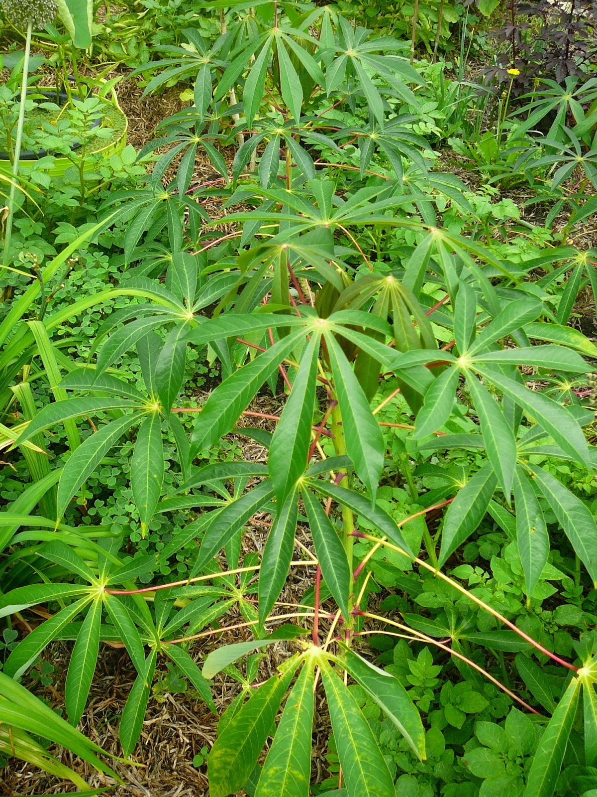 Маниока что это такое. Корни маниока. Кассава маниок. Cassava растение. Маниок семейство.