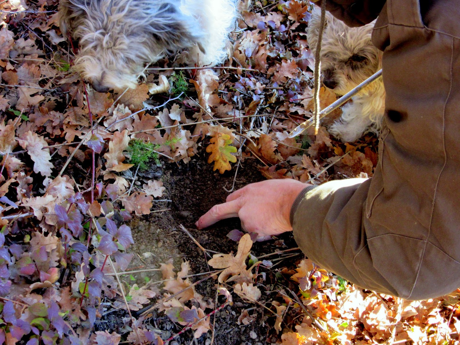Cuisine de Provence Les Pastras Truffle Hunting in Provence