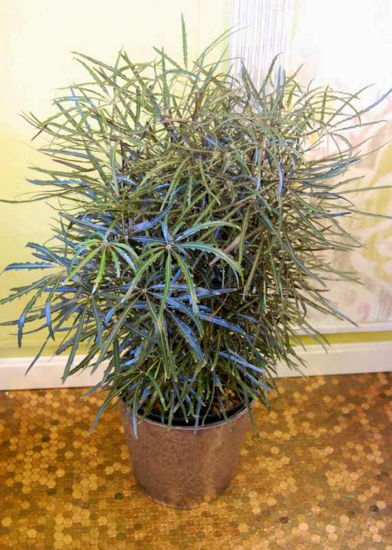 The Indoor Garden The Light and Graceful False Aralia