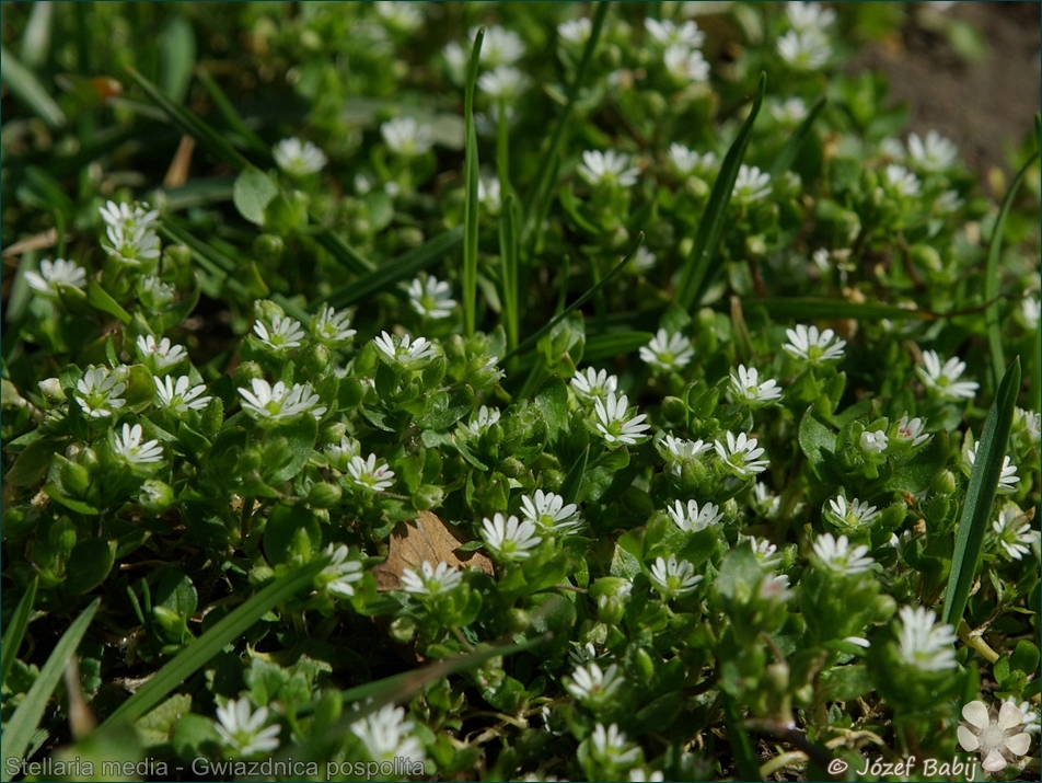 Stellaria media - Gwiazdnica pospolita