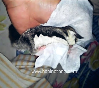  Sejujurnya saya gundah harus menulis judul mirip apa biar sanggup mewakili pembahasan ini Cara Membersihkan Sugar Glider yang Kotor dan Kuning