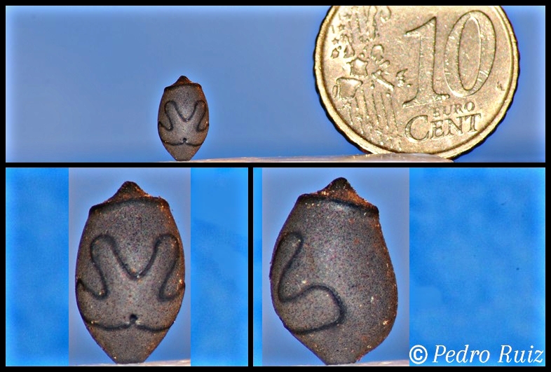 Huevo de Haaniella erringtoniae Huevo de Haaniella erringtoniae