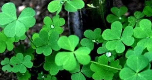 17 Arti Mimpi Daun Menurut Primbon Jawa Erek Erek 2D 3D 4D dan Islam