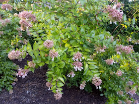 Future Plants By Randy Stewart Abelia