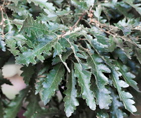 Turkey Oak leaves.   High Elms Country Park, 8 August 2013.