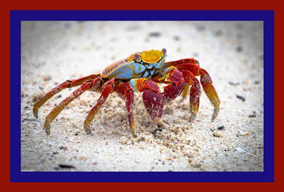 Crab facts In Hindi