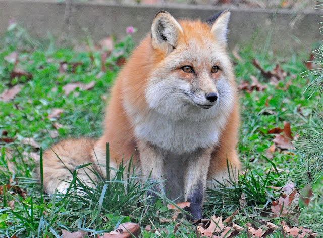 Red Fox by AcrylicArtist from flickr (CC-BY)