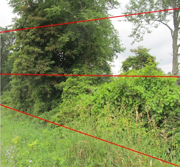 Eaton Rapids Joe Decoy crops for Japanese Beetles