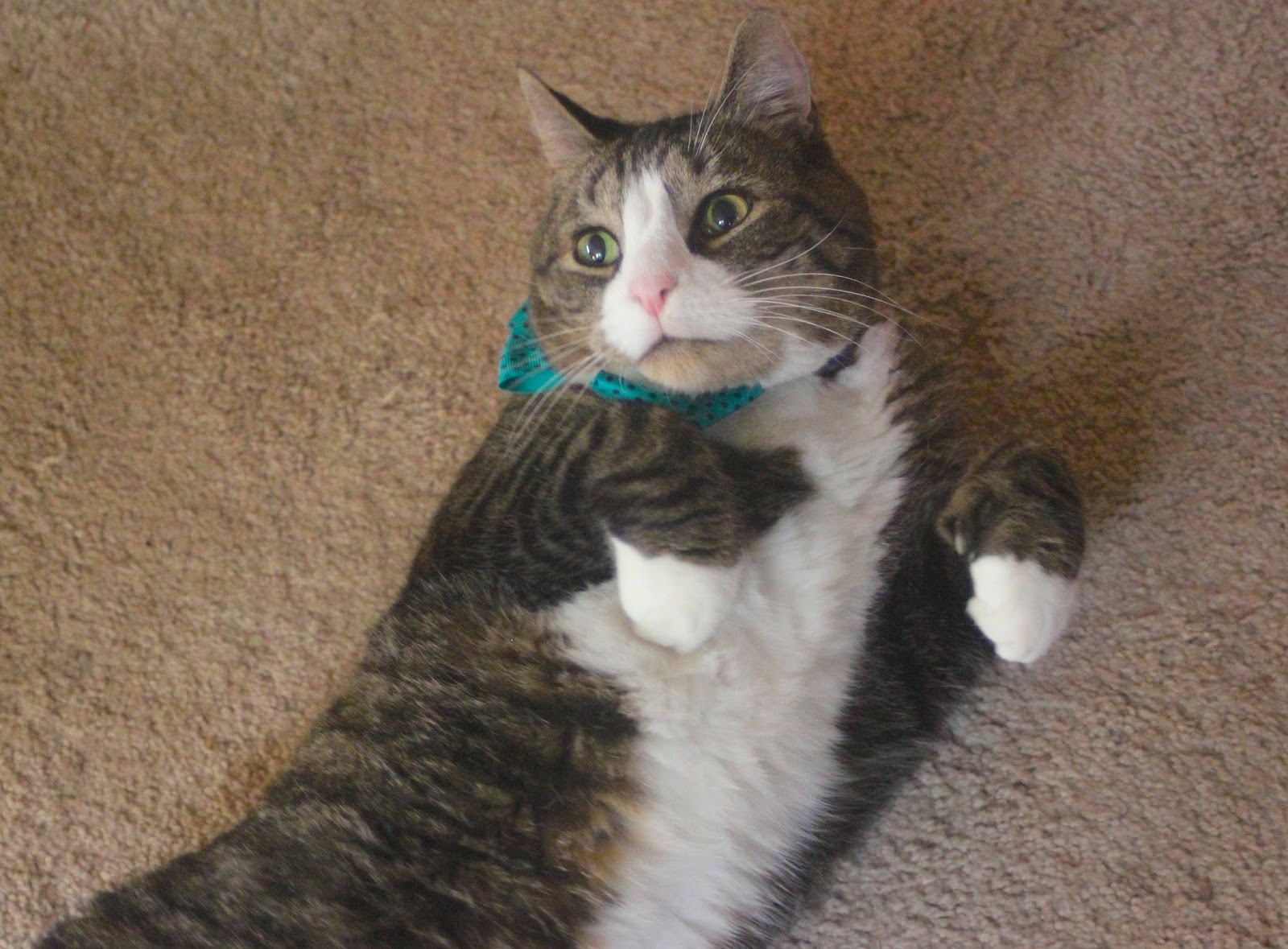 diy bow tie for cat