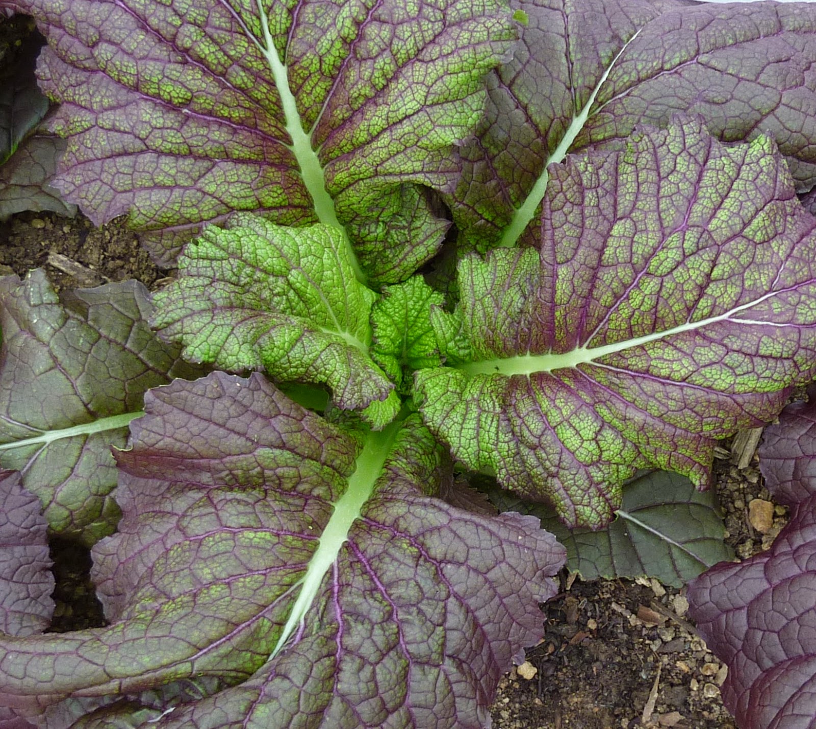 Easy Recipe Perfect Frozen Mustard Greens The Healthy Cake Recipes