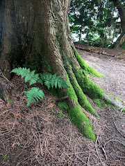 Western Cedar 07/12