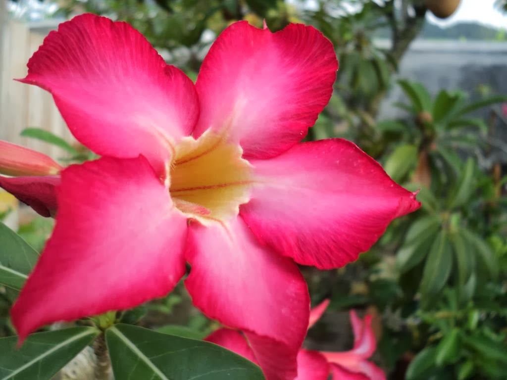 Red Plumeria or Frangipani or Bunga  Kamboja  Merah Indonesia 