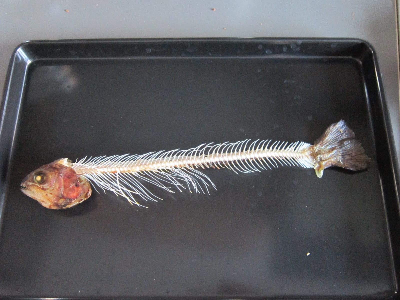 The Tiger Chronicle Funny bones