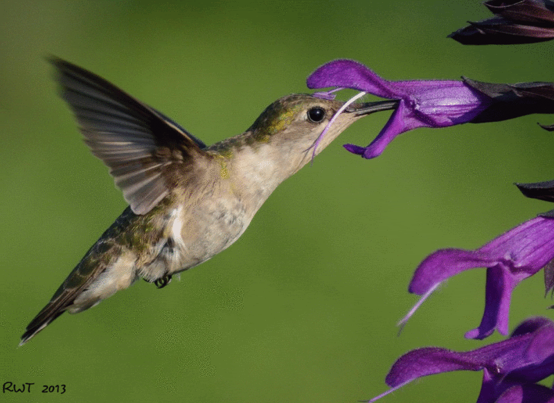 DragonsFaeriesElves&theUnseen Tips From the GardenHummingbirdVideo's