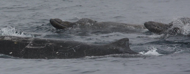 Baird gagalı balinası