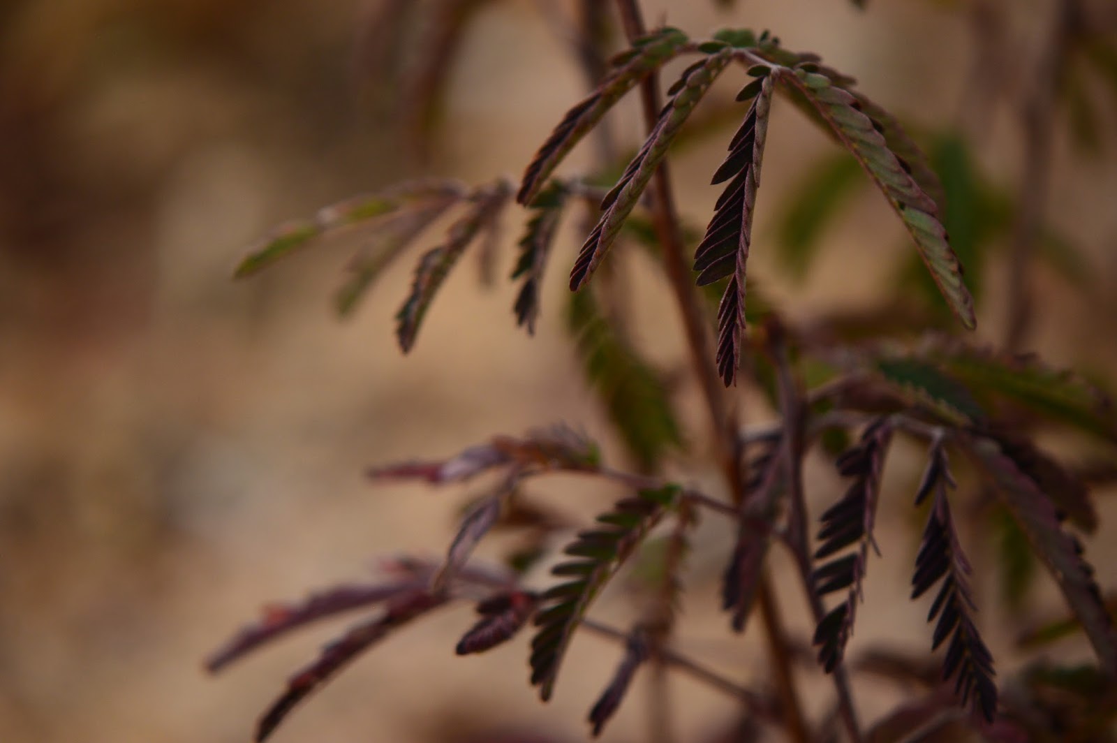 the IKL blog Leaves that Close at Night, by Amy