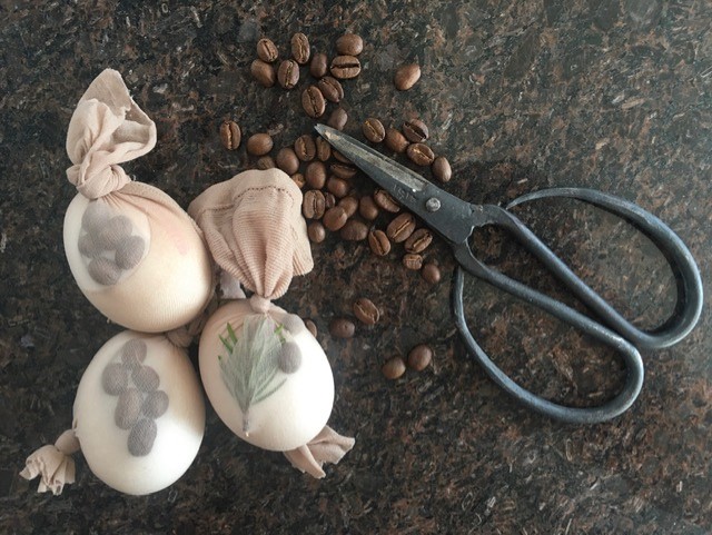 Kananmunien ekoprinttausta kahvipavuilla ja kasveilla. Sukkahousuilla pidetään pavut ja kasvit kiinni munan pinnassa ennen värjäystä.