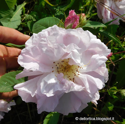 Rosa Celestial ibrido di Alba confetture cinorrodi e petali per tisane lavanda sali aromatici ghirlande centrotavola natalizi e floreali alla fattoria didattica dell ortica a Savigno Valsamoggia Bologna in Appennino vicino Zocca