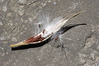 オキシペタラム／ブルースター