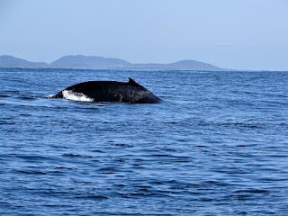 "Buckelwal"! - Die Rückenflosse ist klein Whale Watchin Brunswick Heads