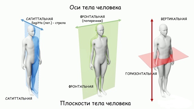 Три оси человека. Анатомические плоскости и оси. Оси и плоскости тела человека. Оси тела человека в анатомии. Вертикальная ось тела человека.
