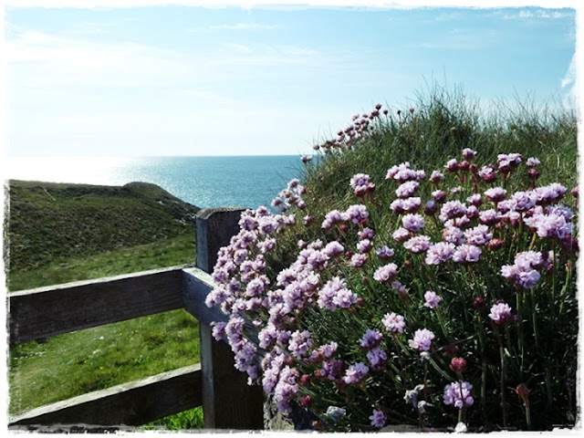 thrift flowering Cornwall coast