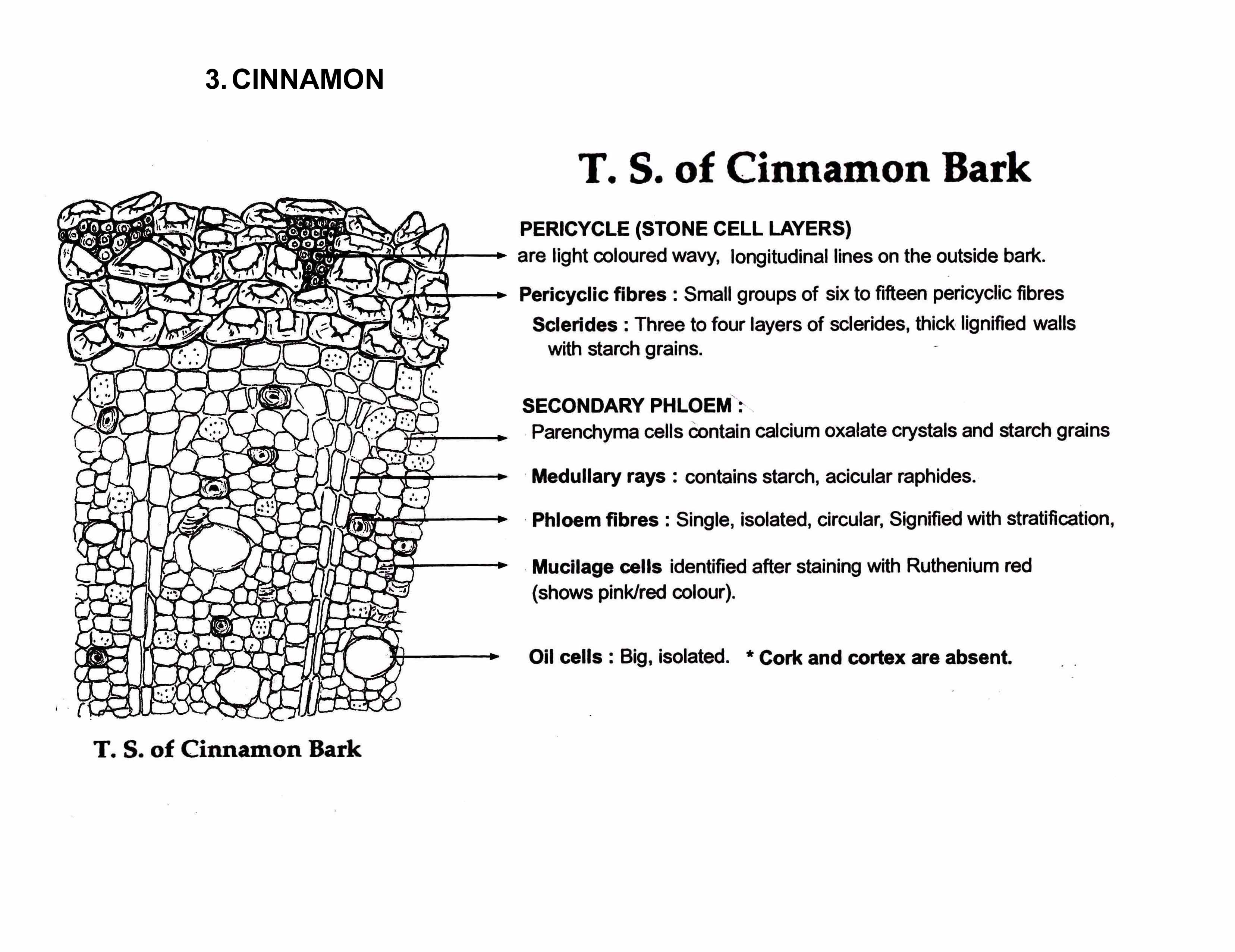 Cinchona Bark Microscopy