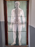 Χάρτης Ανθρωπολογίας-Ο σκελετός του ανθρώπου