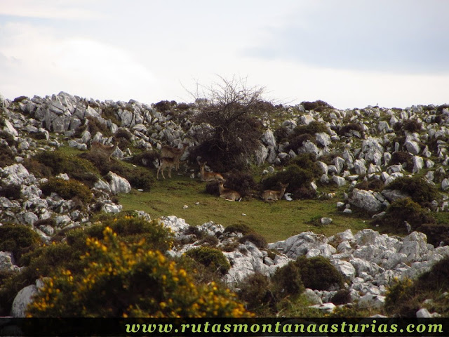 Manada de gamos en el Sueve