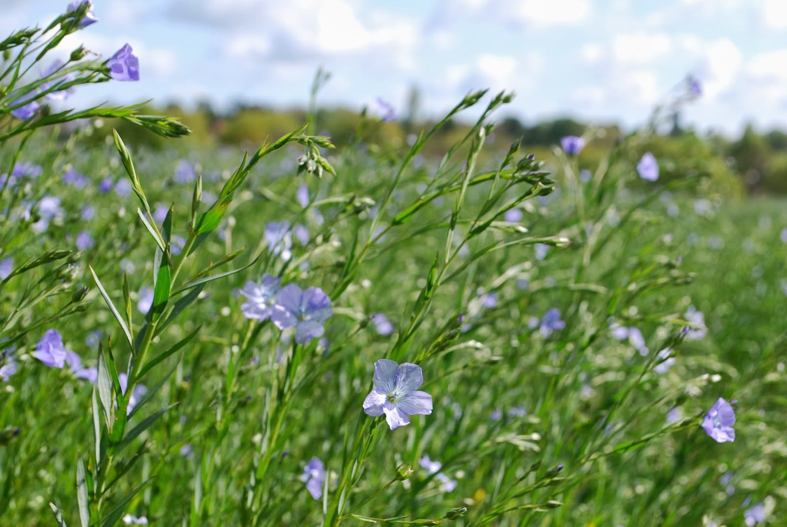 Natural Remedies Advantages of LINSEED LEAVES / LINSEED Ke Patton Ke