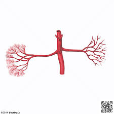 Arteria renal