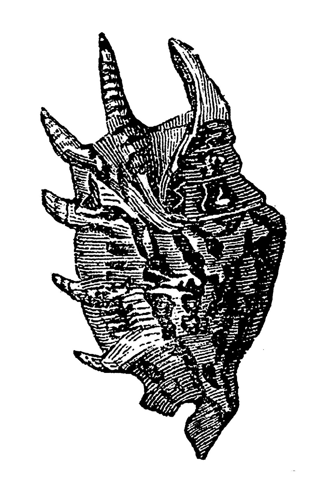 Digital Stamp Design: Free Sea Shell Crafting Artwork Sea Life Illustrations Clip Art