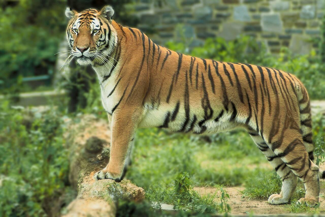 Beauty of Royal Bengal Tiger (India )