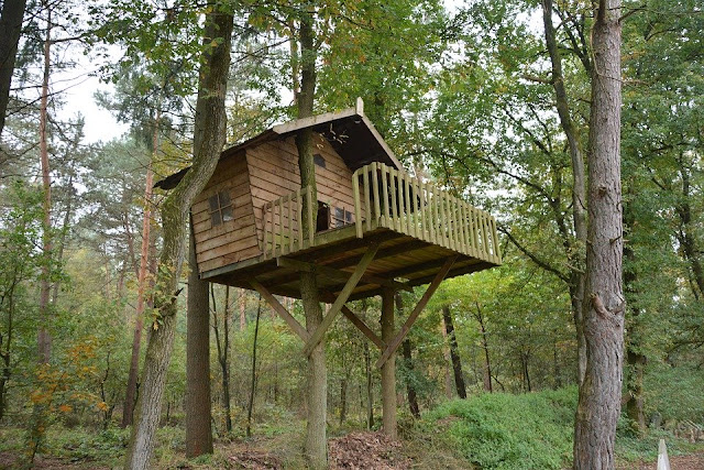 casa-albero-casa sull'albero-bosco