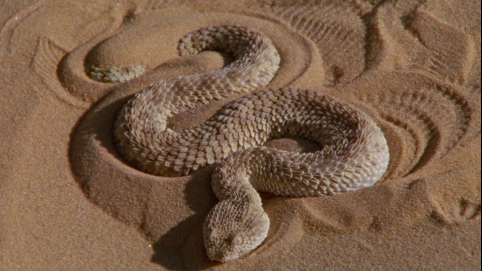 Искушение песчаного змея читать. Песчаная Эфа альбинос. Песчаная Эфа в пустыне. Змея гадюка пустынная. Песчаная гадюка в пустыне.