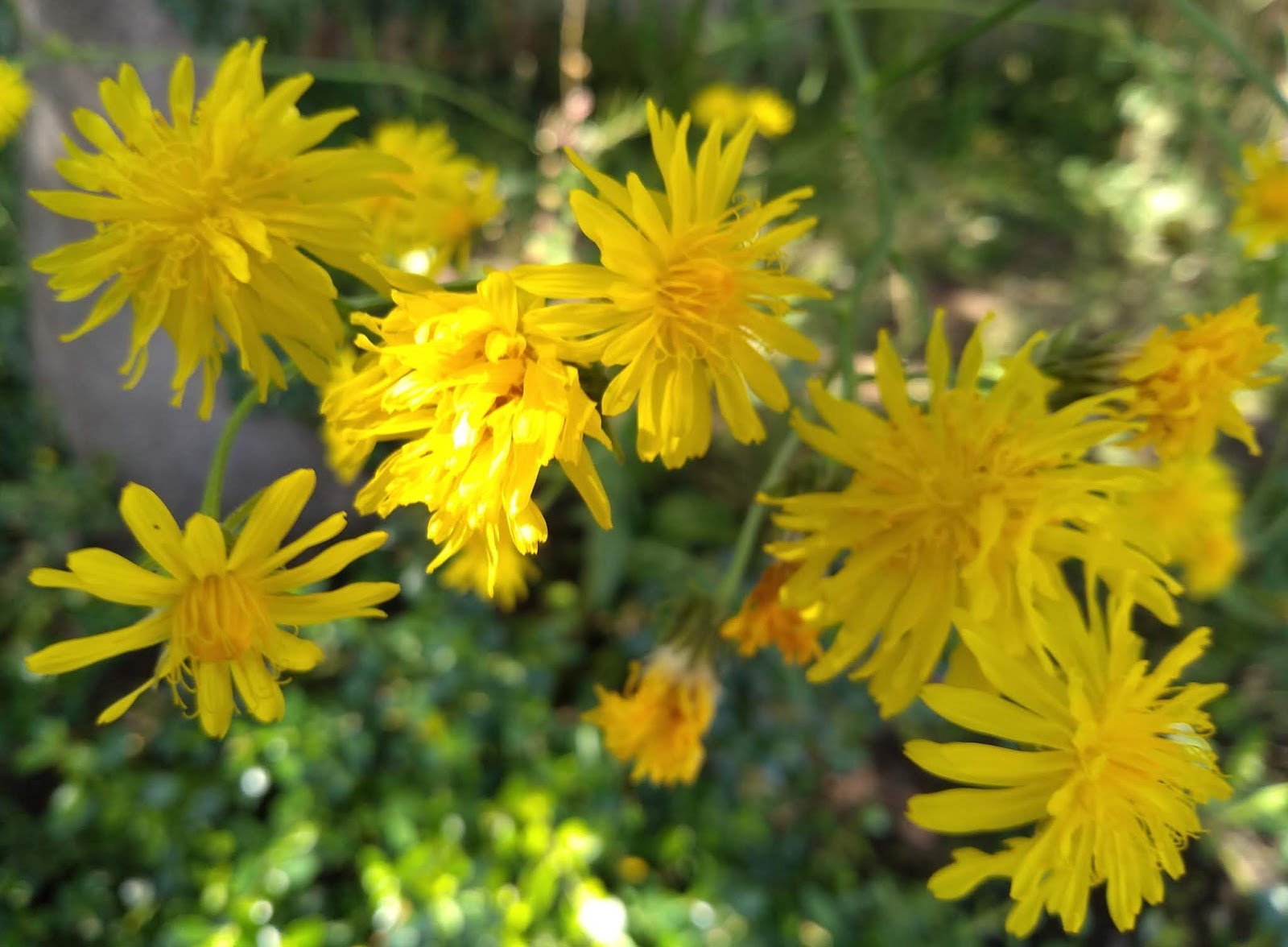 Michael Peverett Rough Hawk S Beard Crepis Biennis