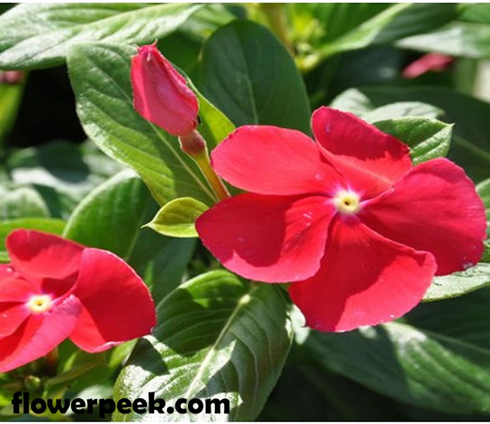 Tips on how to grow and care for vinca flowers