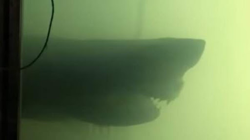 The Decomposed Body Of A Great White Shark Found In An Abandoned Park In Australia