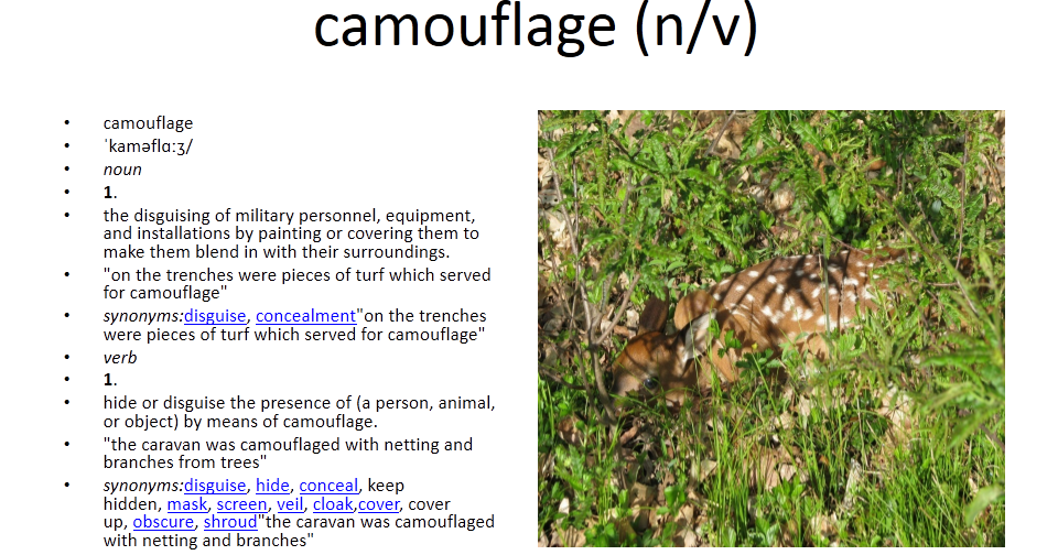 picture vocabulary camouflage