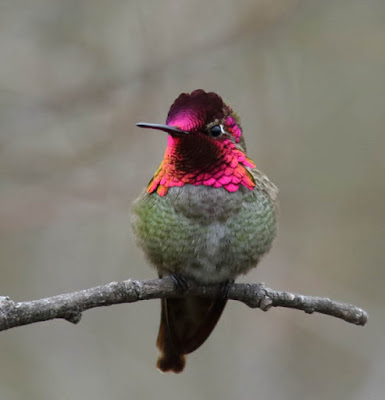 Photo of Anna's Hummingbird