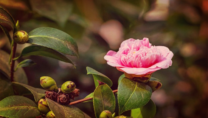 ▷ Como Cuidar Camelias: Descripción, Exposición Al Sol, Riego Y Mas